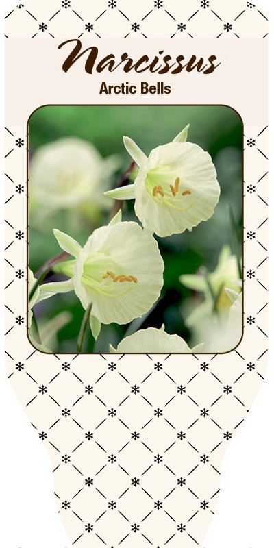 NARCISSUS INCOMPARABILIS 'Arctic Bells', D 11