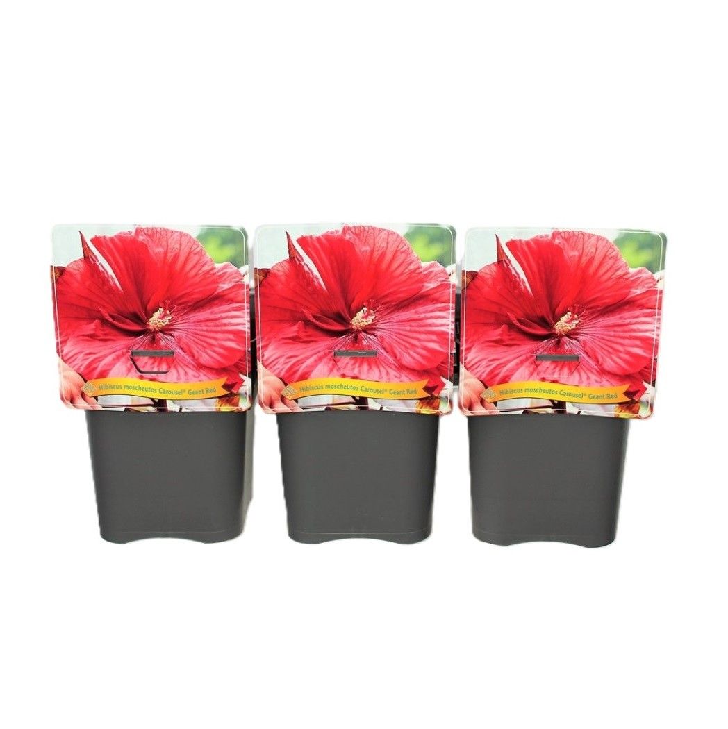 Hibiscus Moscheutos Caroussel Geant Red C5, D 21