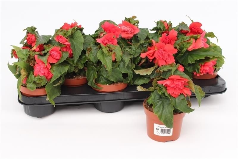 Begonia Tenella Pink, D 10,5