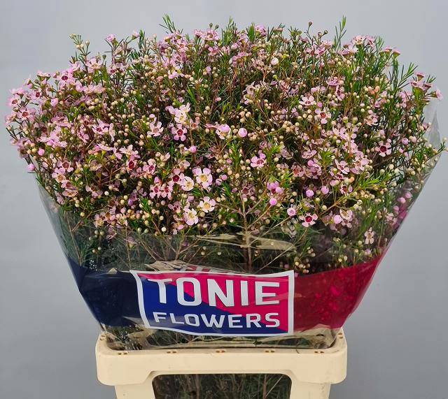 Шамелациум Эрли Нир 75, шт.