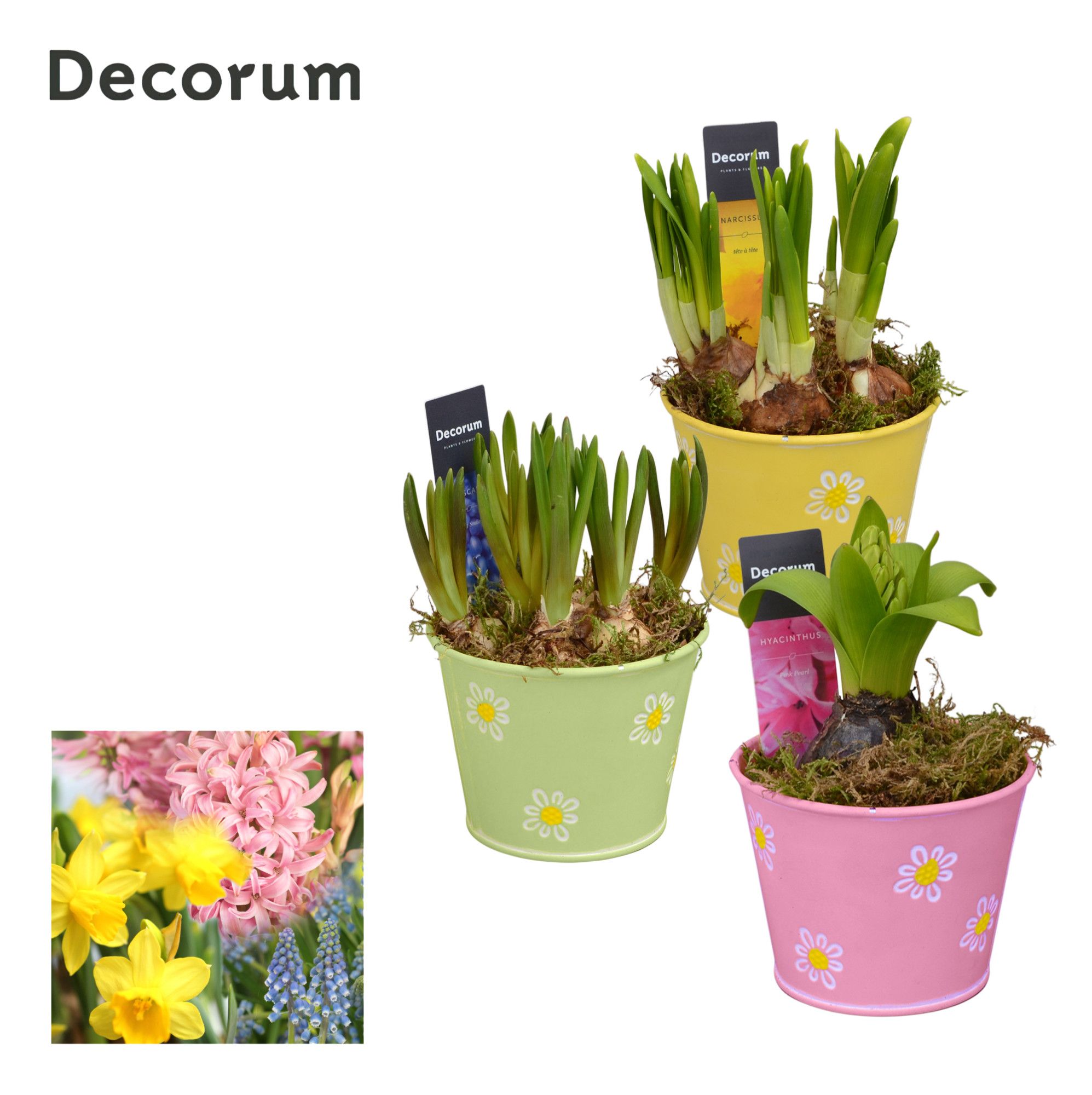 Bollenmix Fleur Petit HL13473B, D 10