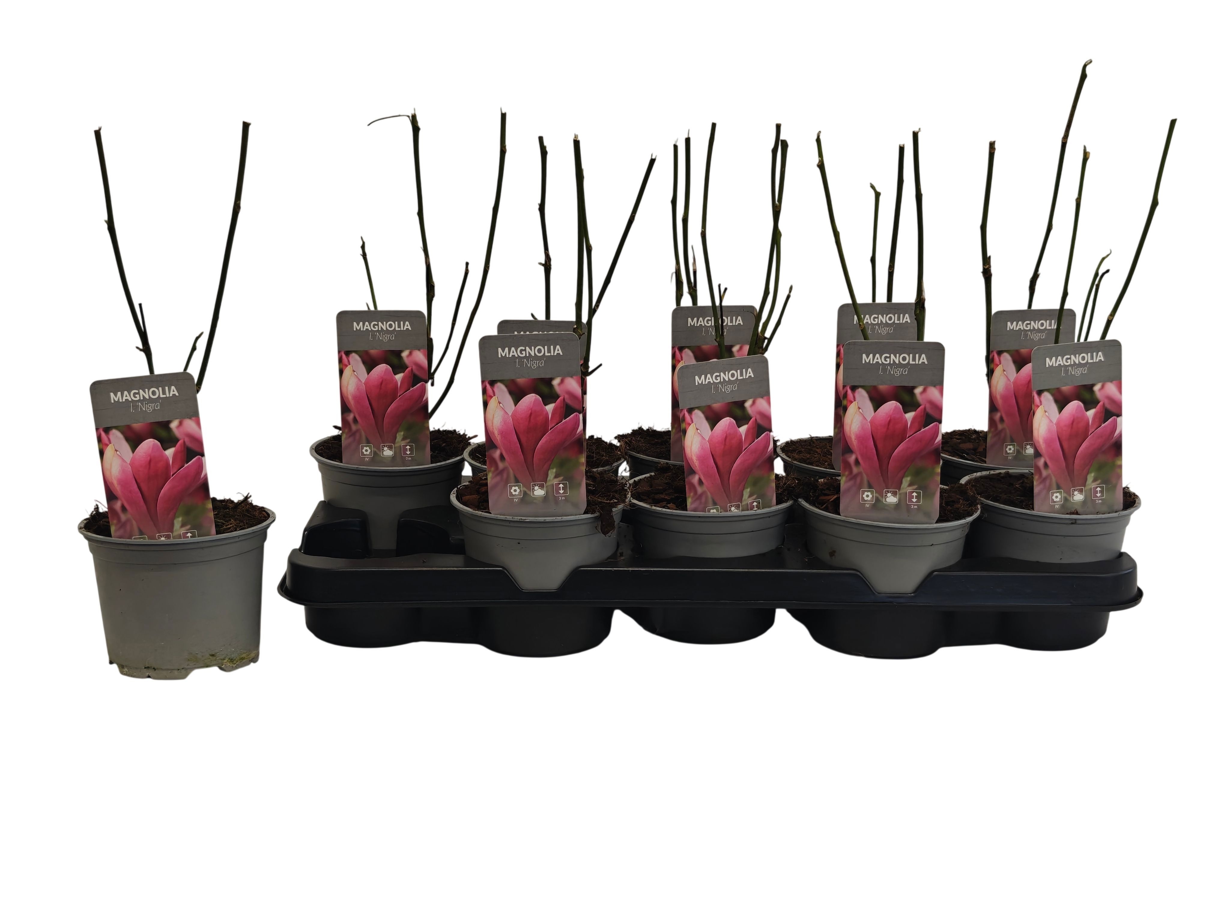 Magnolia liliiflora Nigra P12, D 12