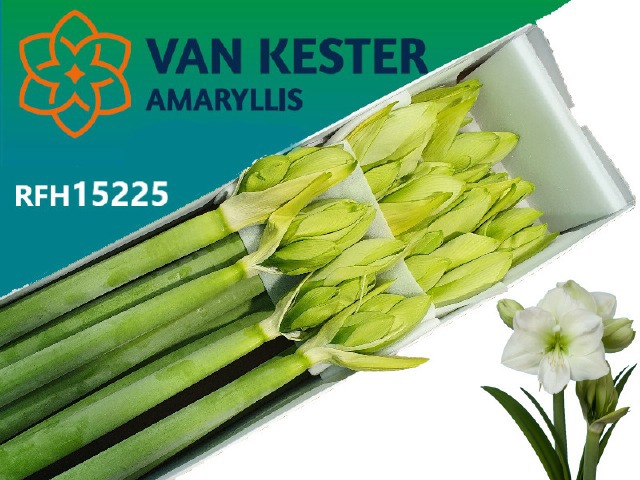 Амарилис Вайт Сенсейшн (бел.) x12, шт.