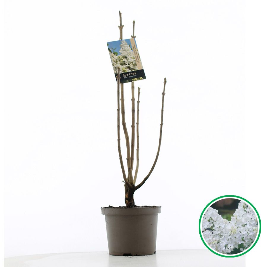 Syringa vulgaris 'Mme Lemoine' C5 (23cm.), D 23