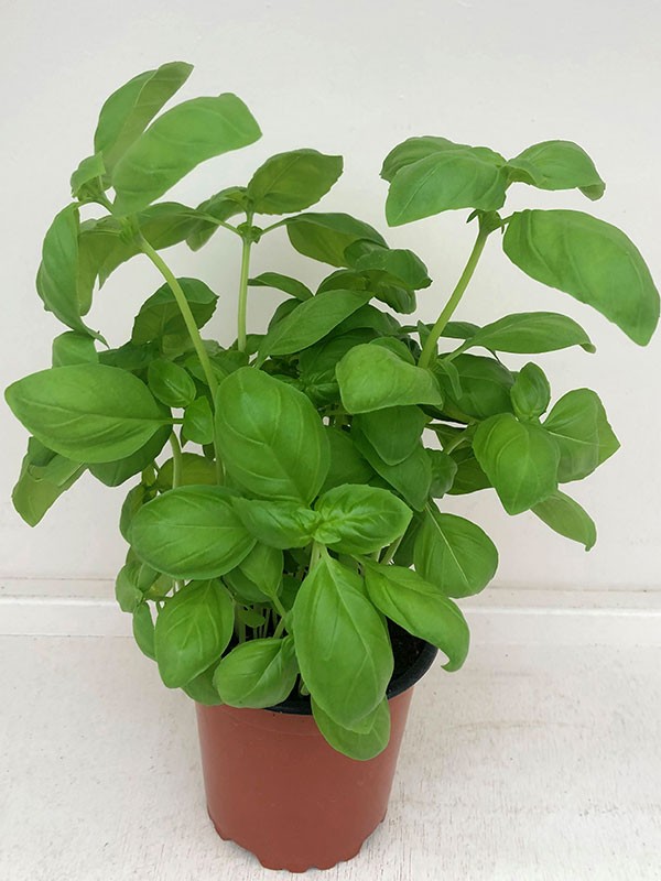 OCIMUM BASILICUM, D 11