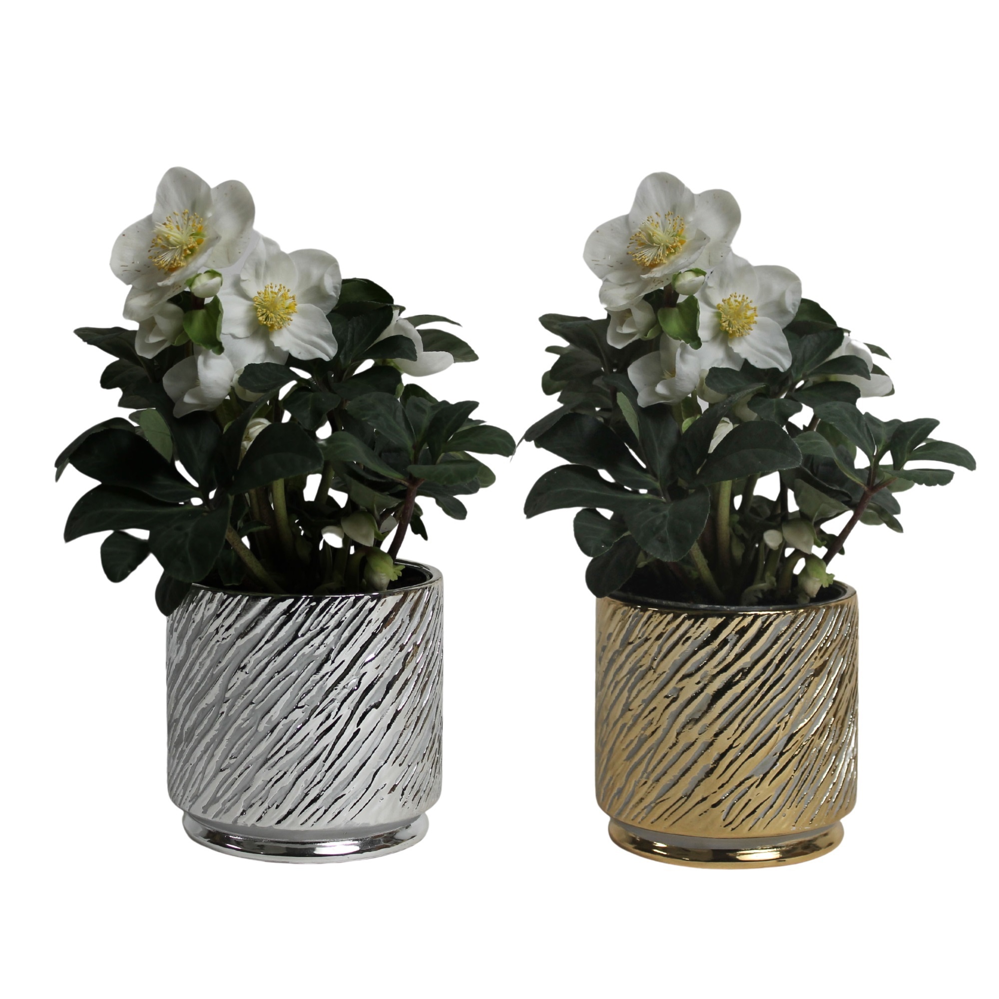 Helleborus n. Christmas carol in electroplated keramiek gd en zl, D 12 cm