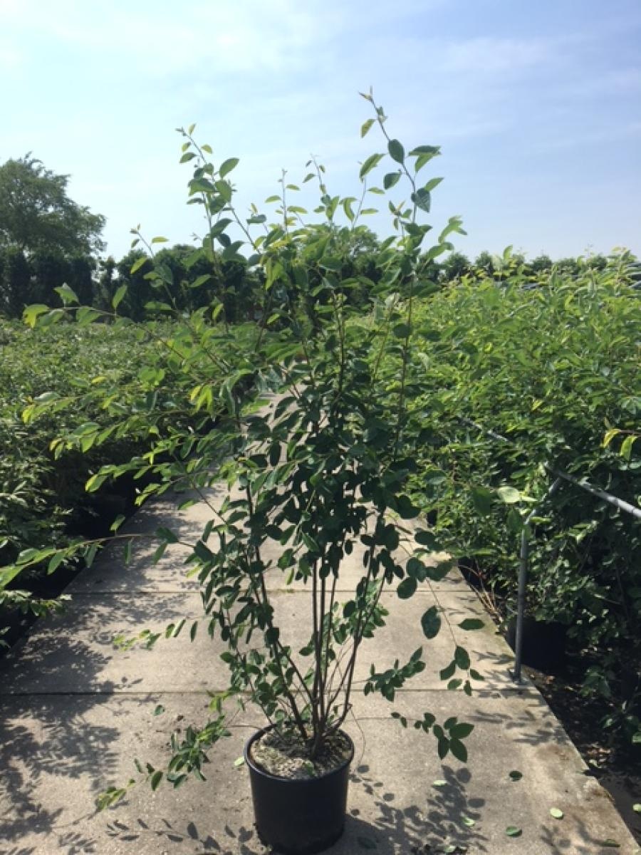 Amelanchier lamarckii, D 40