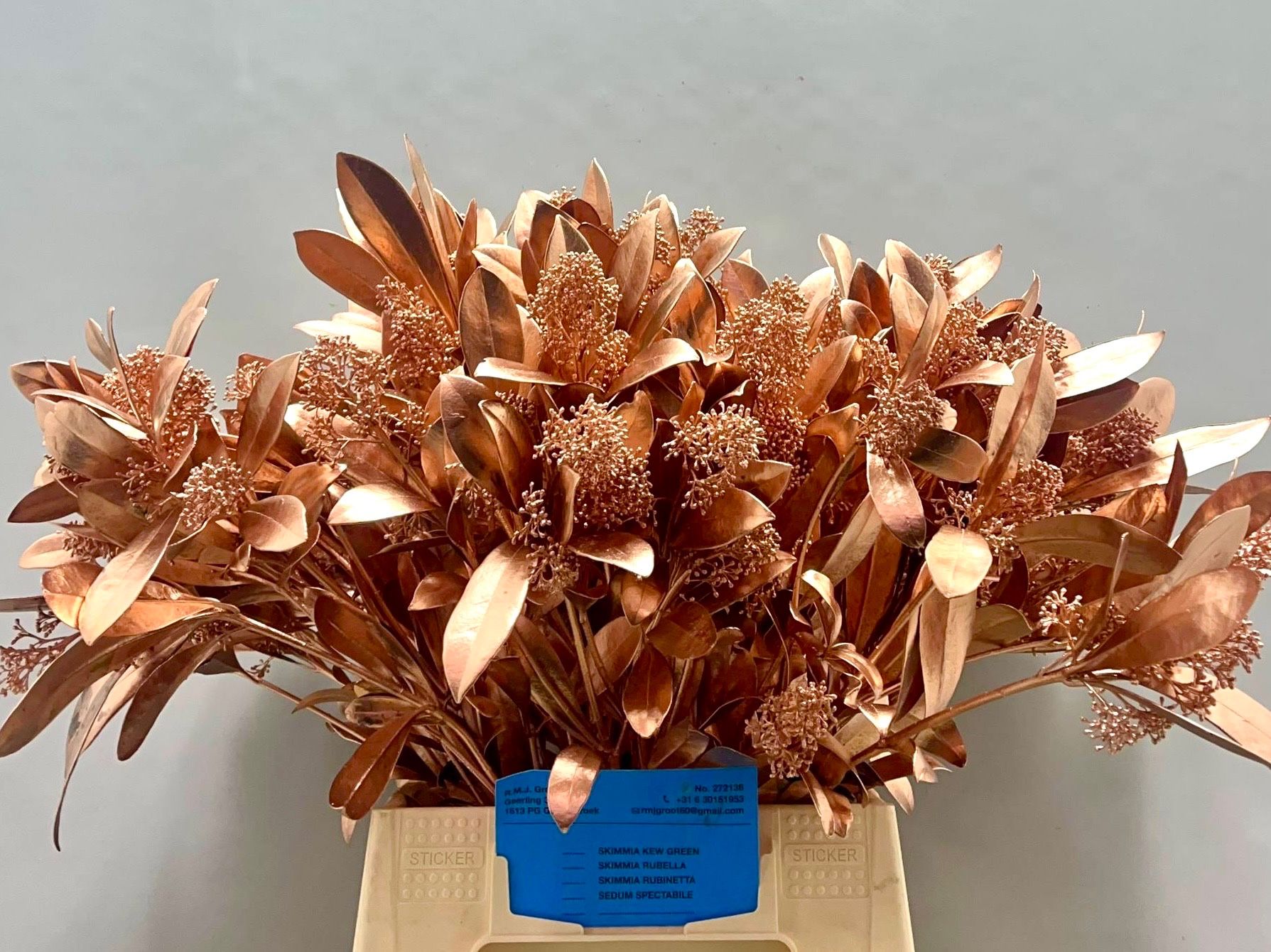 Скимия Овериг крашеный за пучок (краш. ) 45, пуч.