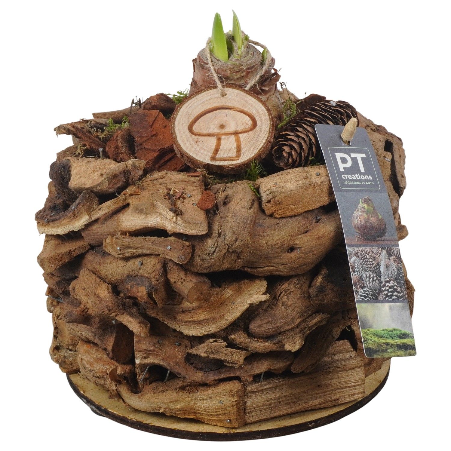 PTAA7545 Arrangement Amaryllis in houten bak, D 17 cm