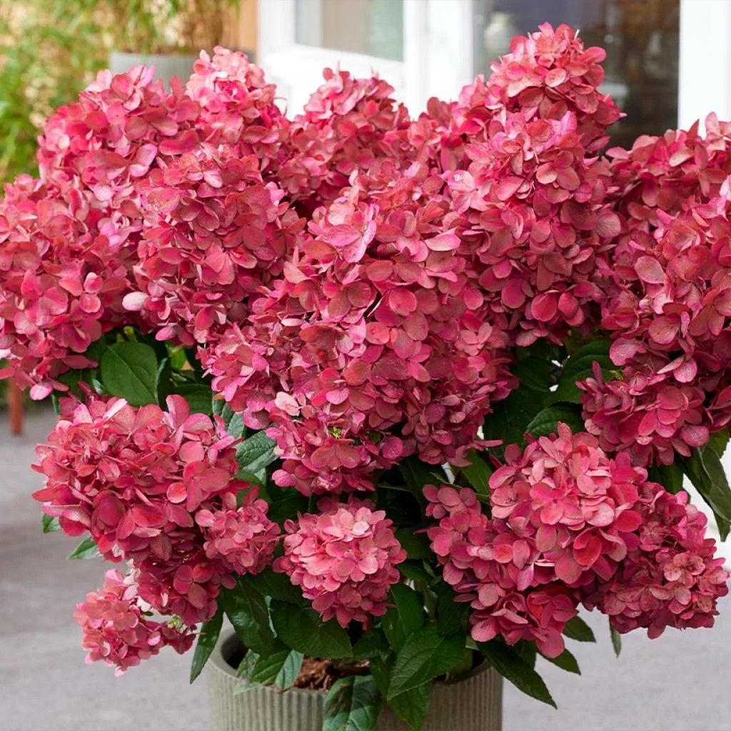 632 : Pot 23 cm NEW HYDRANGEA PANICULATA BON FIRE-BLOODY MARY -(minimum 5 cc en 1 week op voorhand te bestellen !), D 23