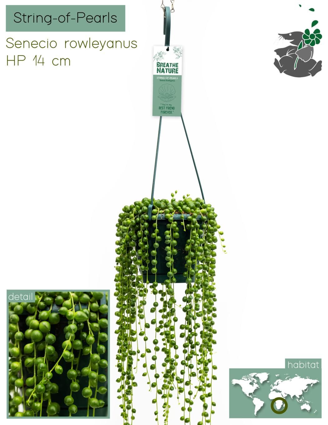 Senecio Rowleyanus HP14, D 14