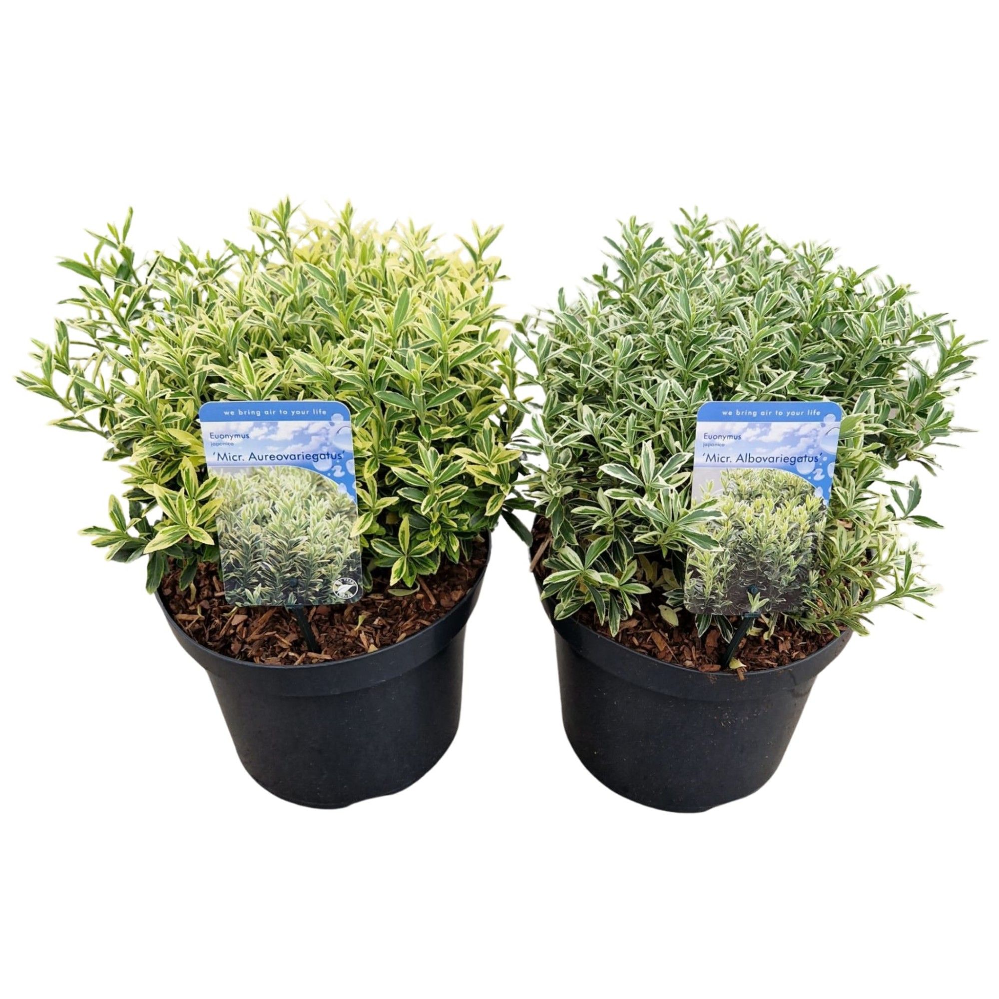 Euonymus jap. 'Microphyllus Mix', D 26