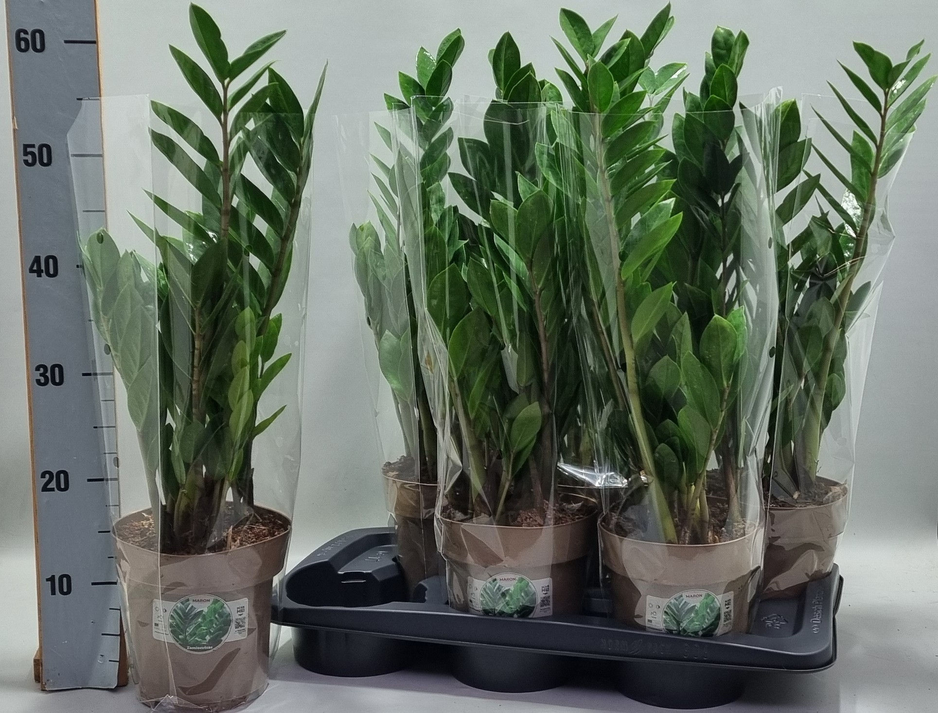 Zamioculcas P17 60cm 6+ veren, D 17