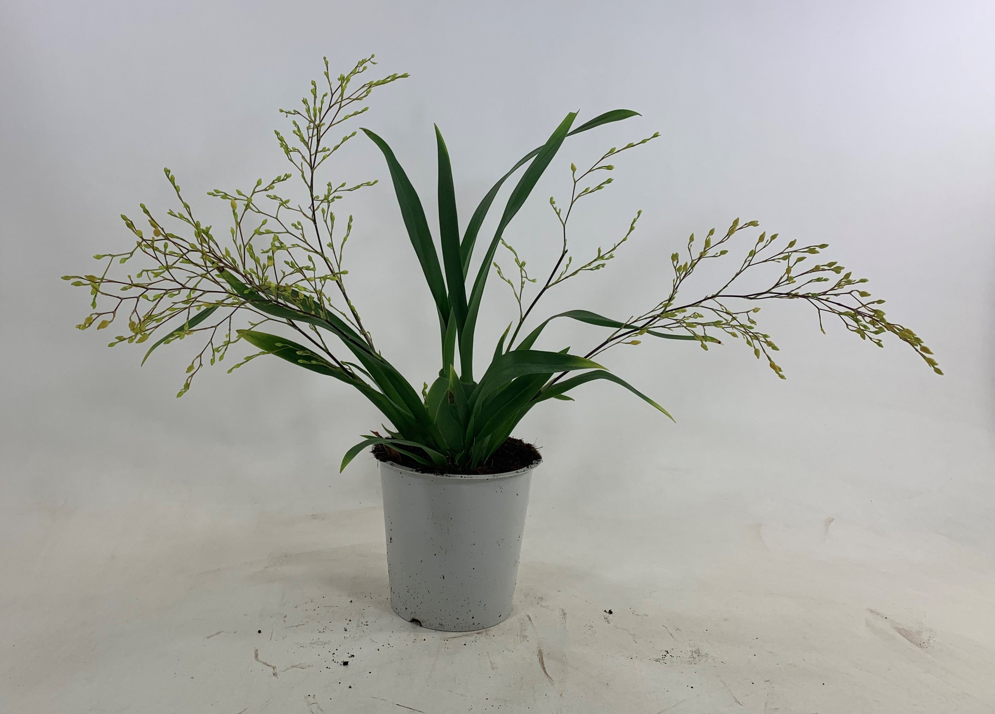 Twinkle Pearl 3-4 tak, D 12