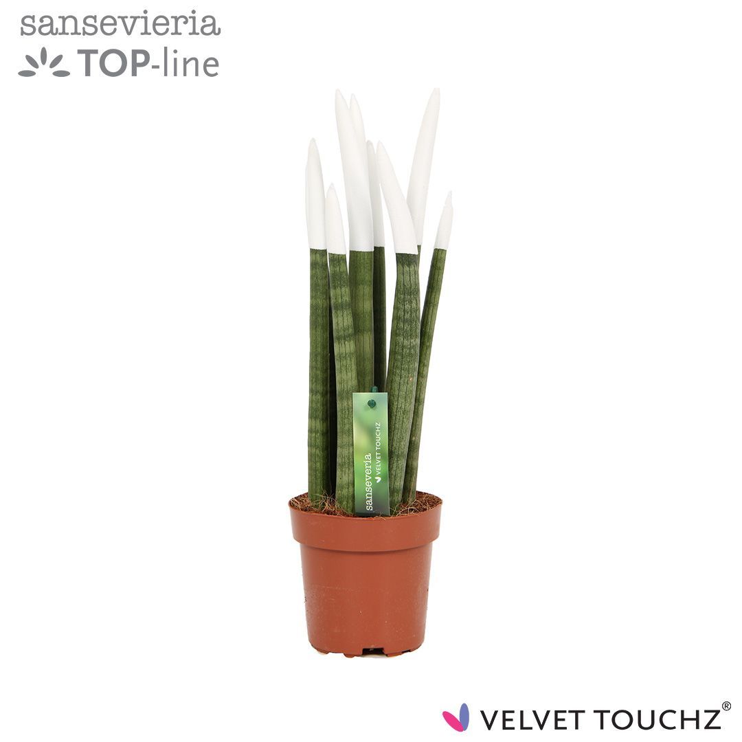 Sansevieria VELVET TOUCHZ® Wit, D 12