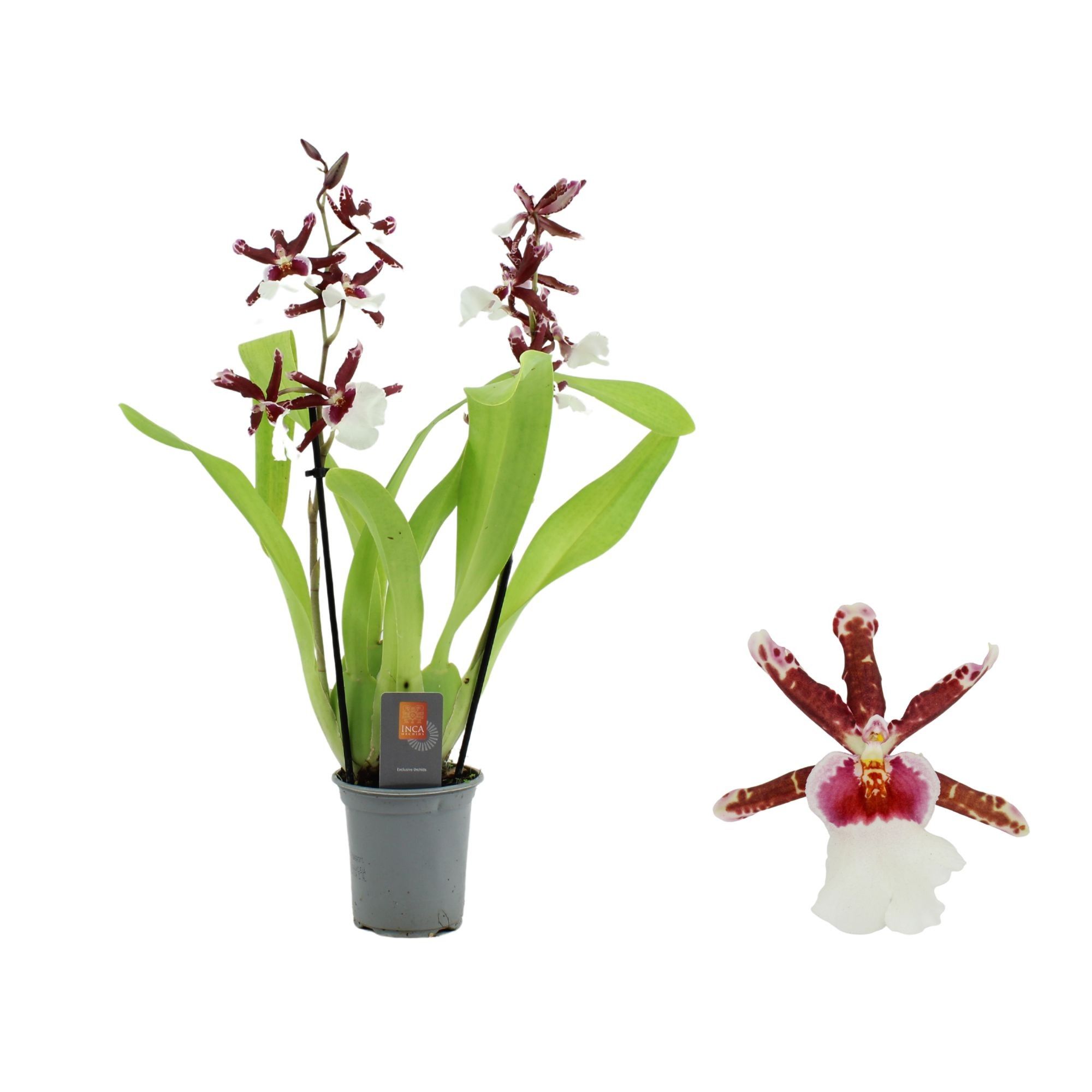 Inca Cambria Renaissance 2 spike 9cm, D 9 cm