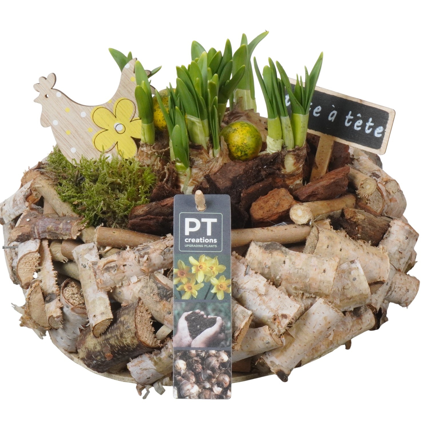 PTNP4482 Arrangement Narcissus Easter in houten pot, D 23