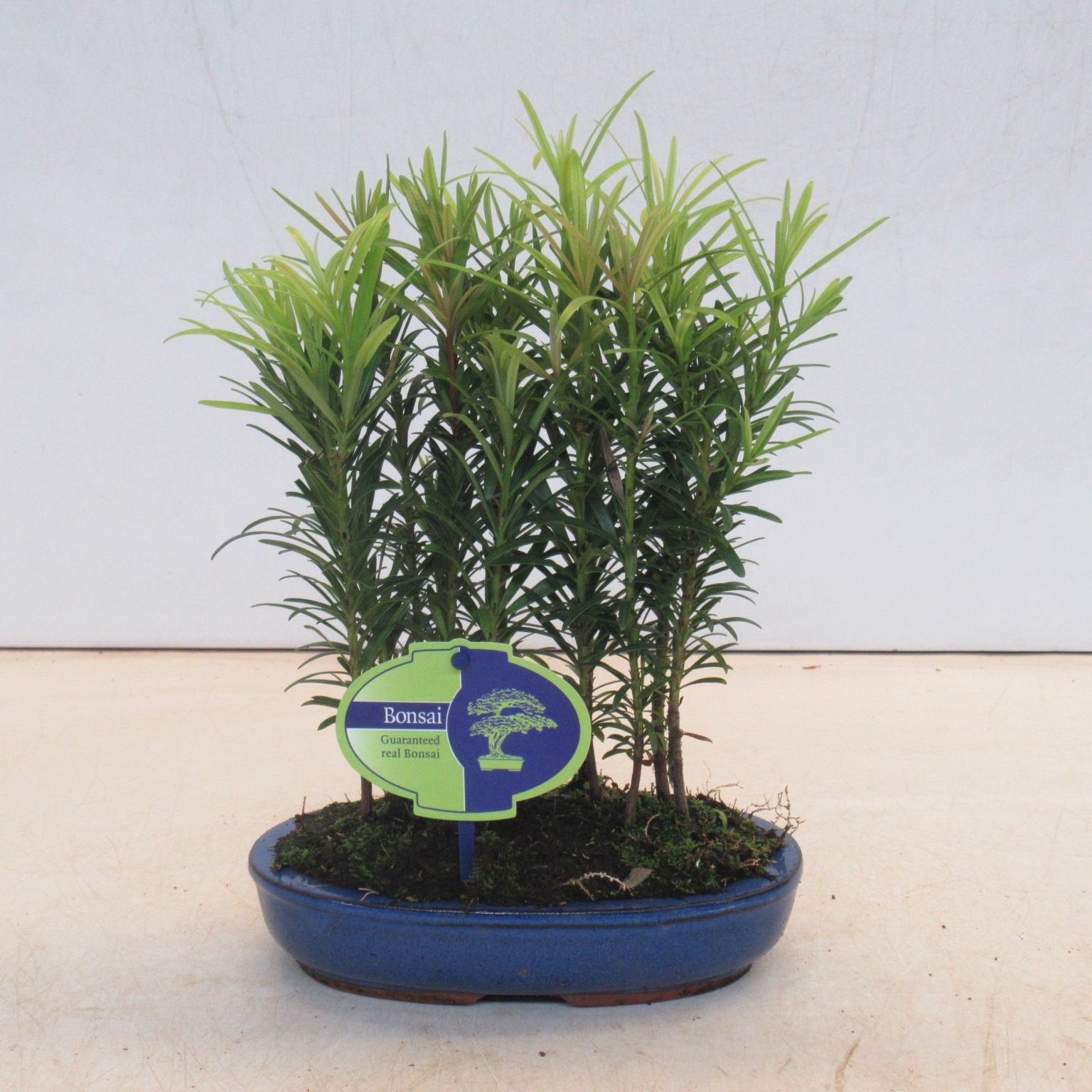 podocarpus group-forest, D 15 cm