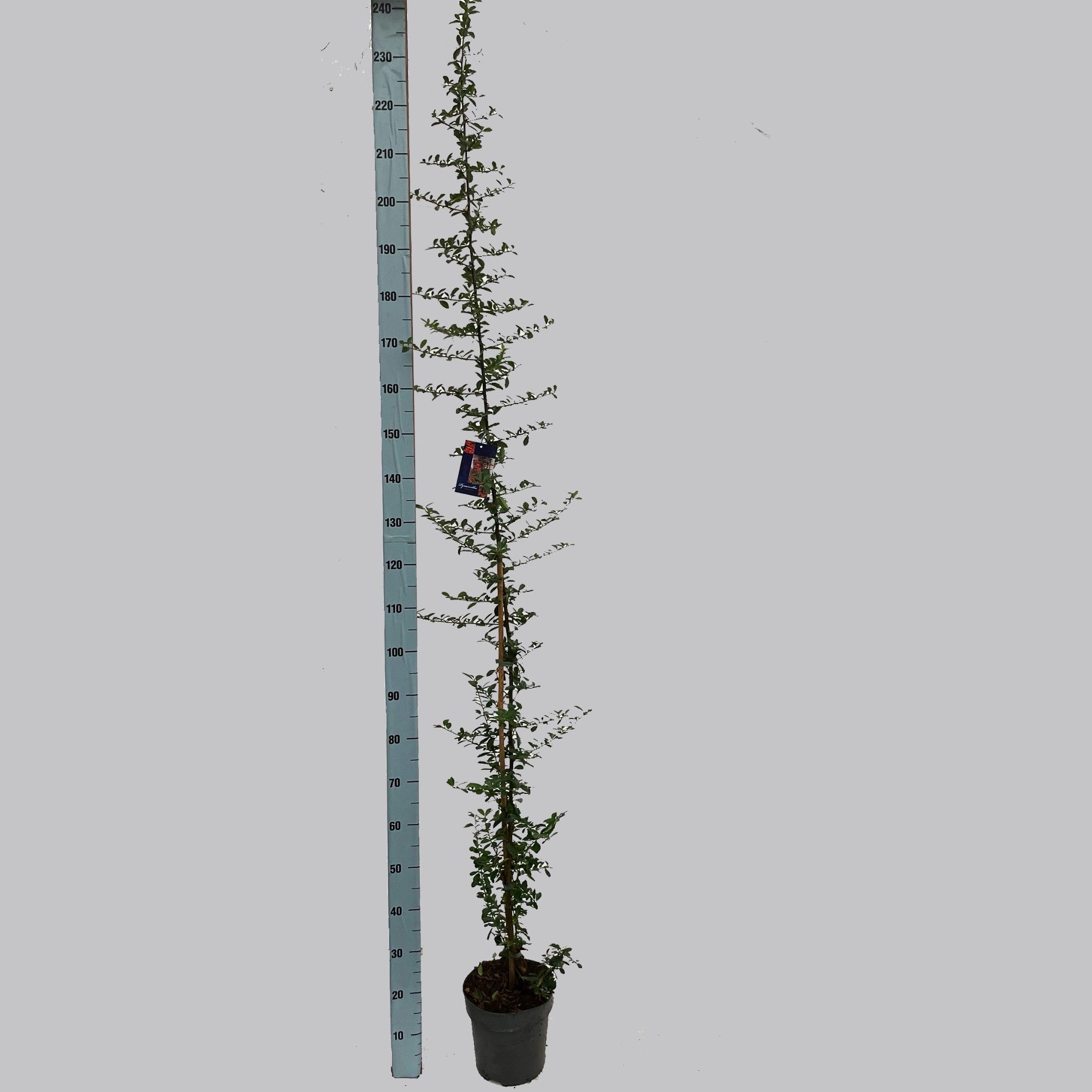 Pyracantha Orange glow 23/C5, D 23