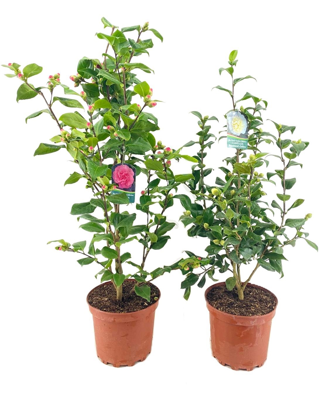 Camellia japonica, D 27