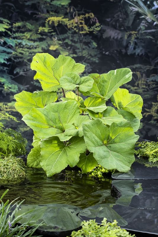 Petasites hybrides, D 9