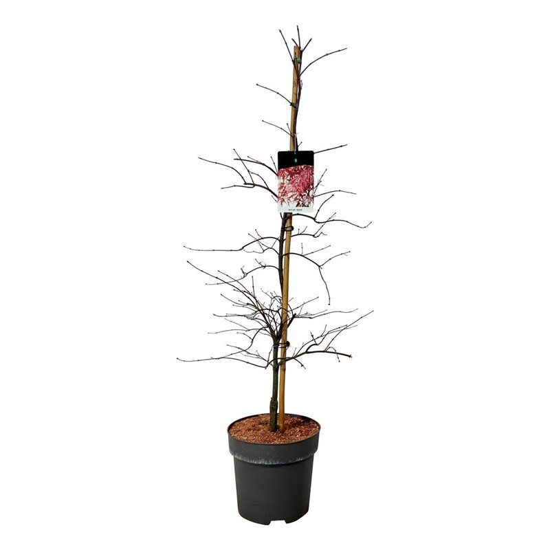 Acer pal. 'Garnet', D 31 cm Acer pal. 'Garnet', D 31 cm