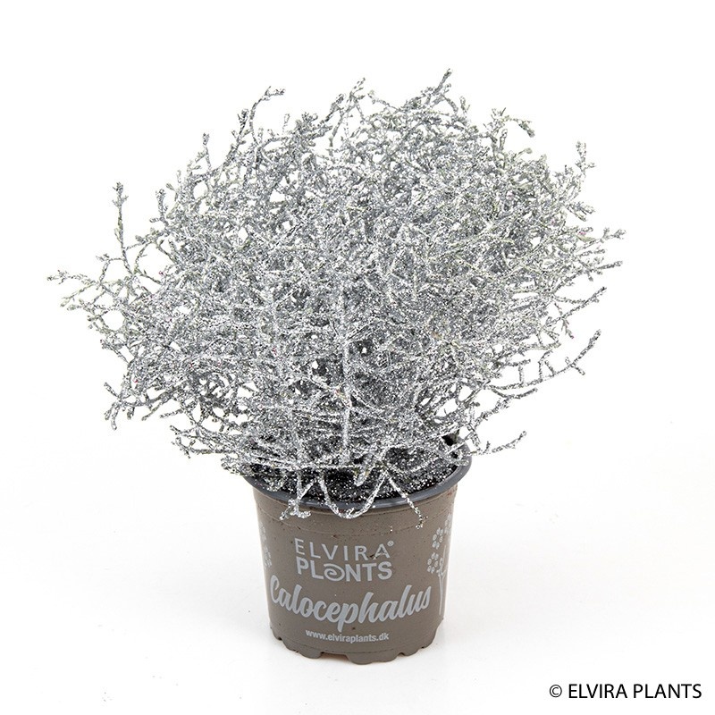 CALOCEPHALUS BROWNII SILVER, D 11 cm