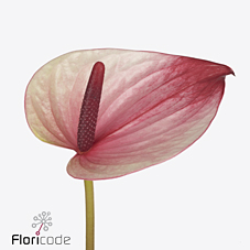 Антуриум Мистик, шт.