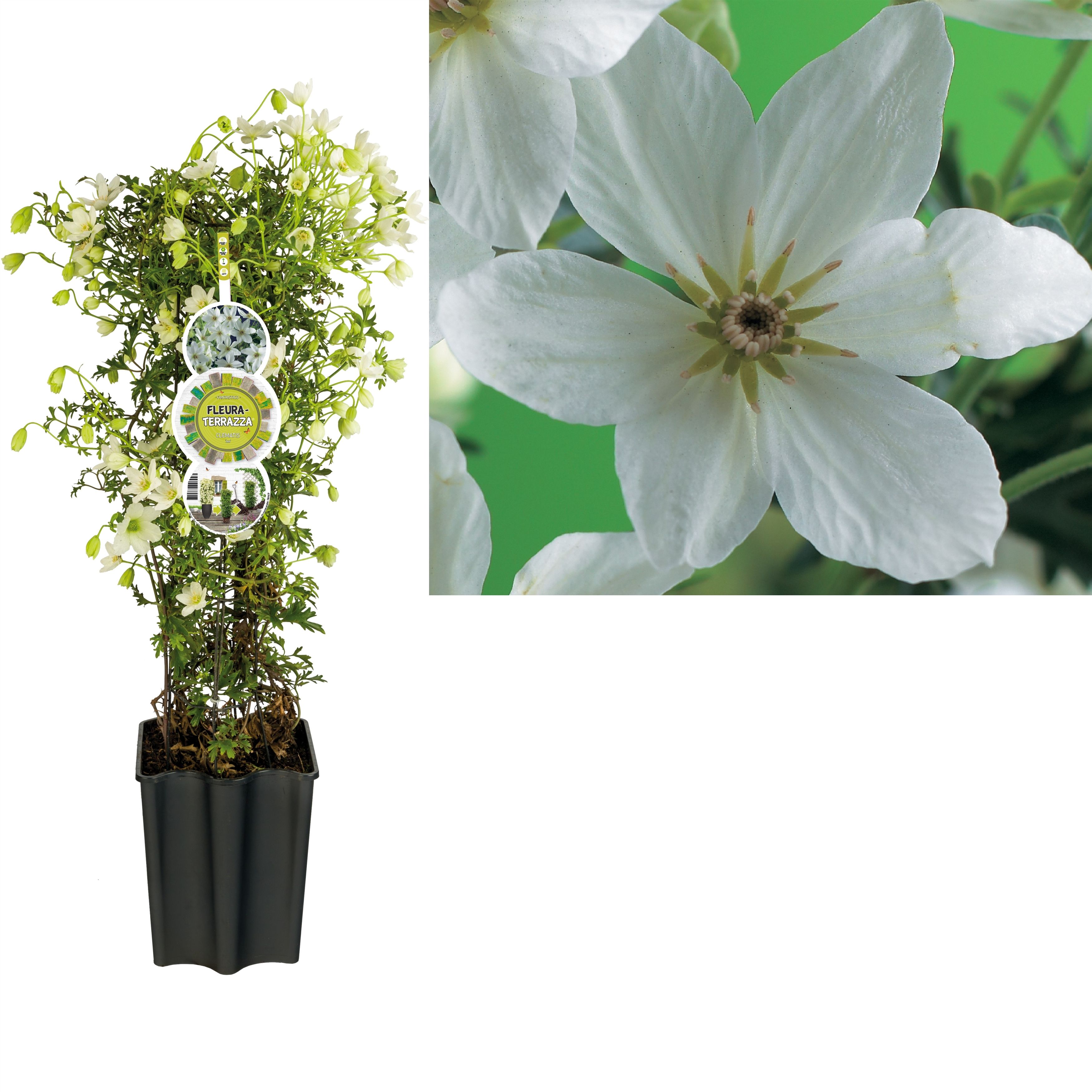 FleuraTerrazza W320 Clematis 'Joe' +label, D 19