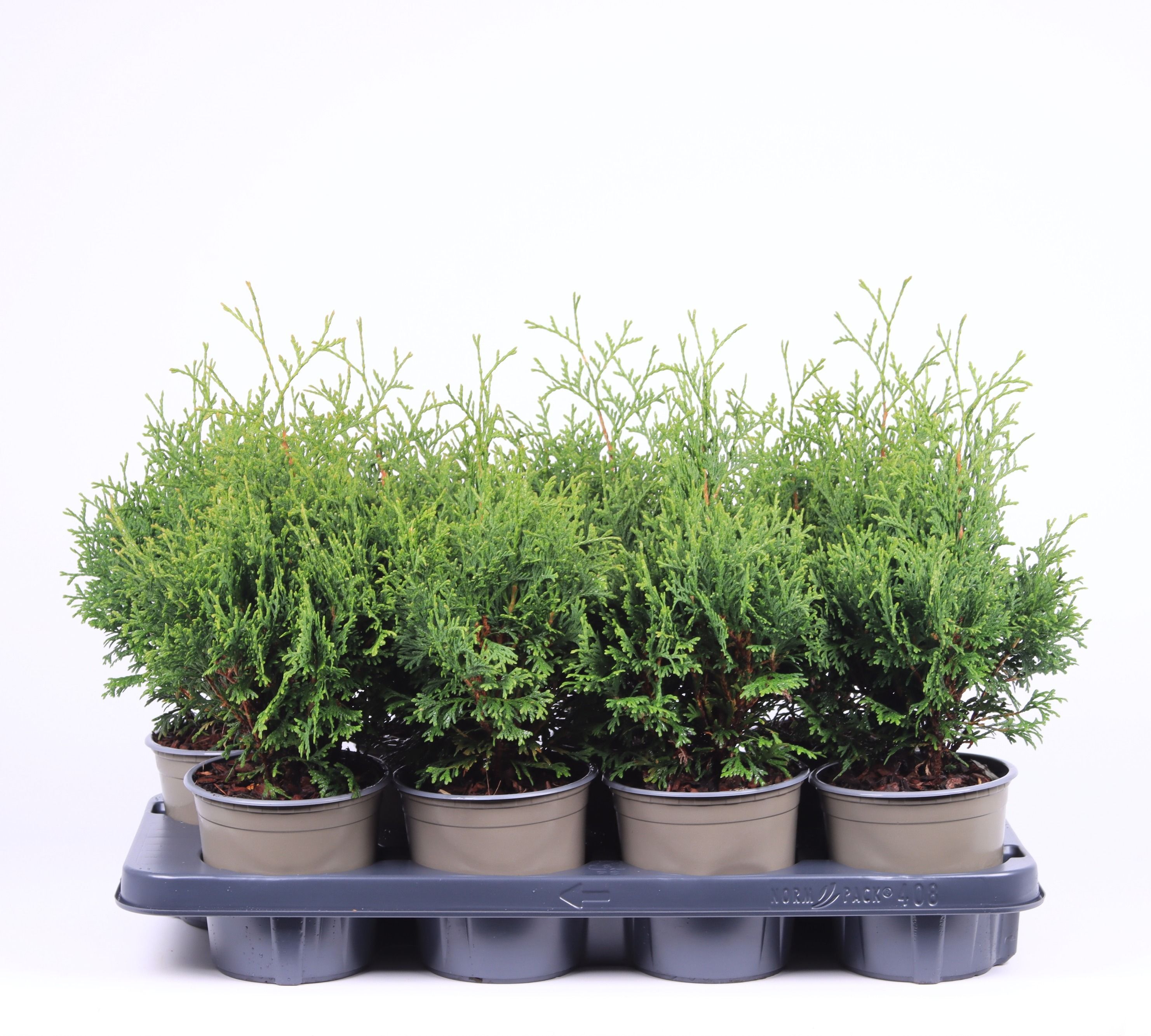 Thuja occidentalis 'Holmstrup', D 13