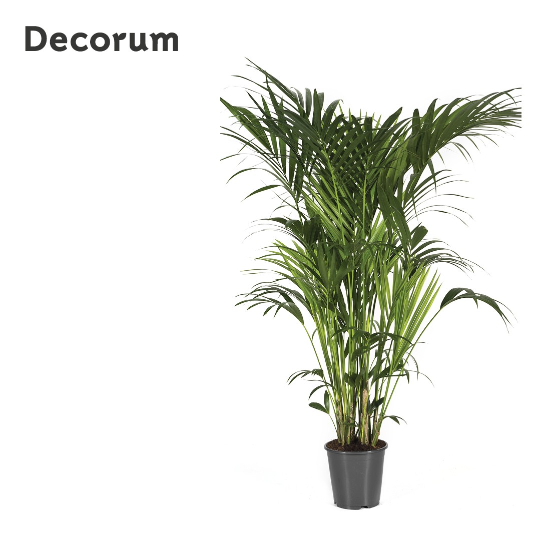 Howea forsteriana 180cm (Kentia) Decorum, D 27