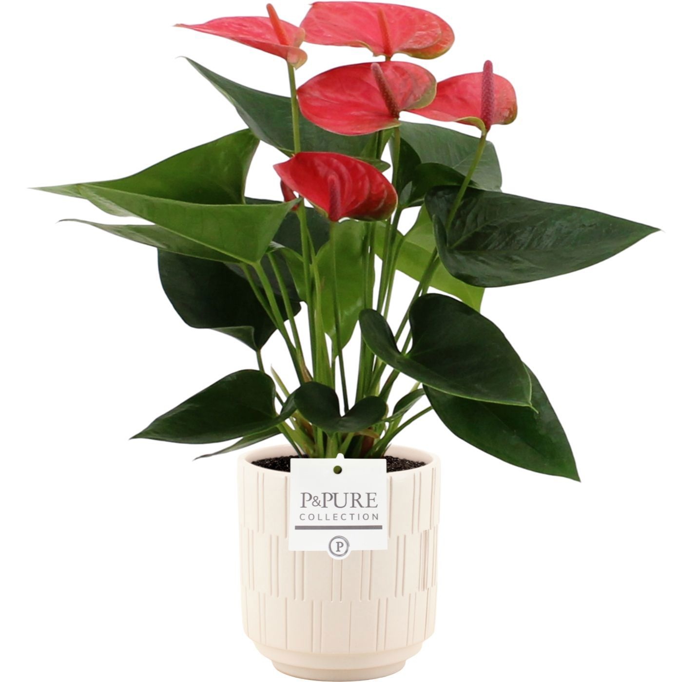Anthurium Sweet Dream in Pure Tess ceramics, D 12