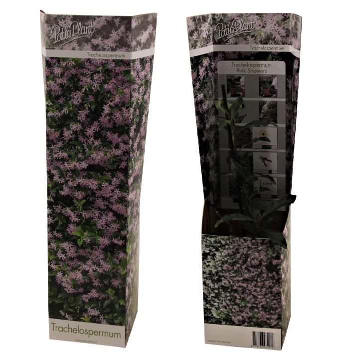 Trachelospermum 'Pink Showers', D 9
