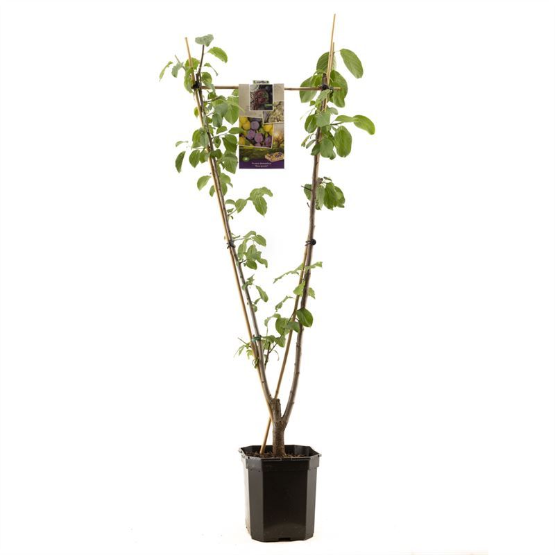 Prunus dom. Duo-pruim V-Vorm pruim, D 24