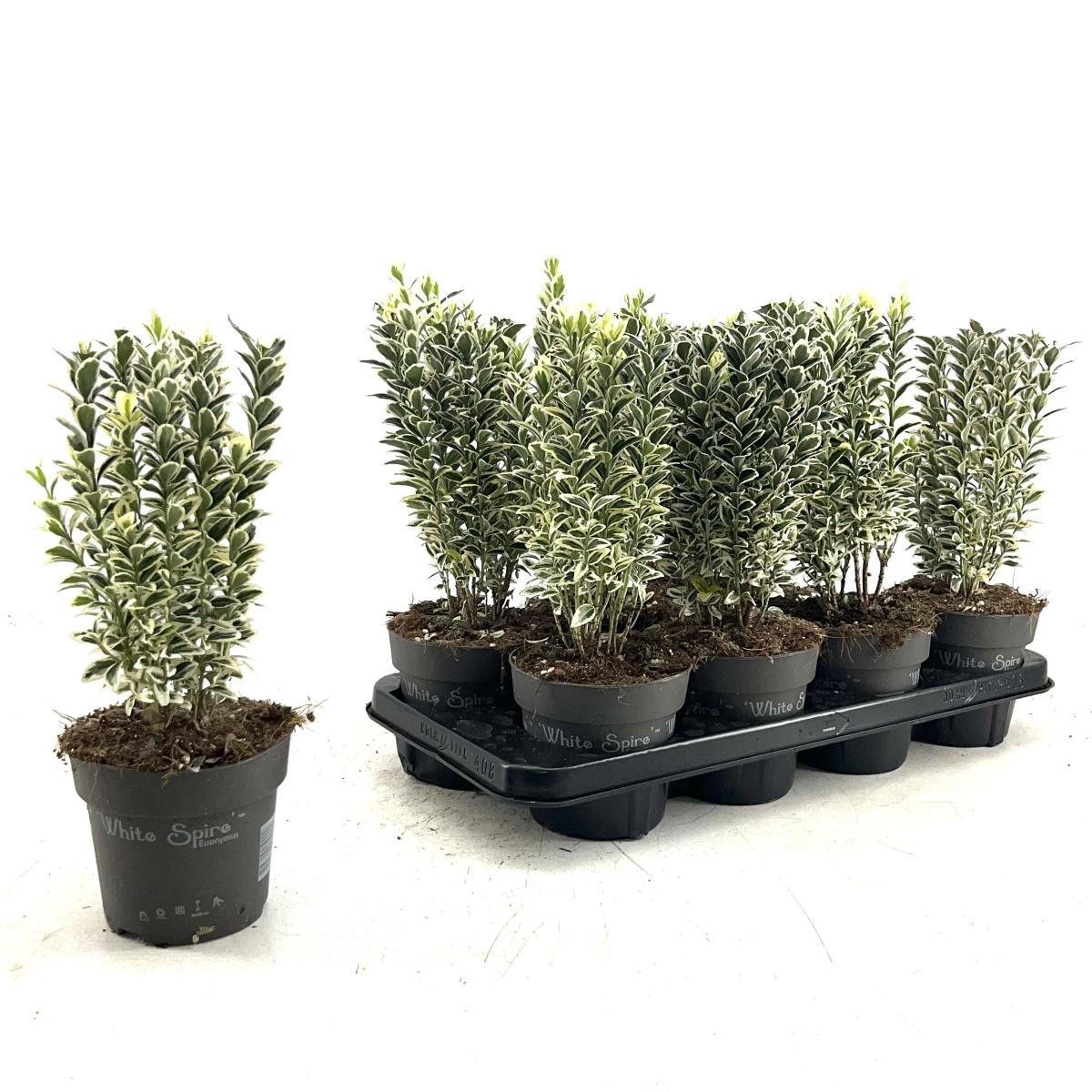 Euonymus jap. 'White Spire', D 13