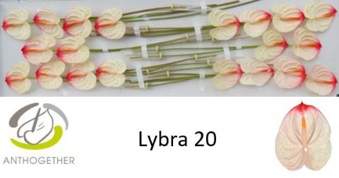 Антуриум Либра x20, шт. Антуриум Либра x20, шт.