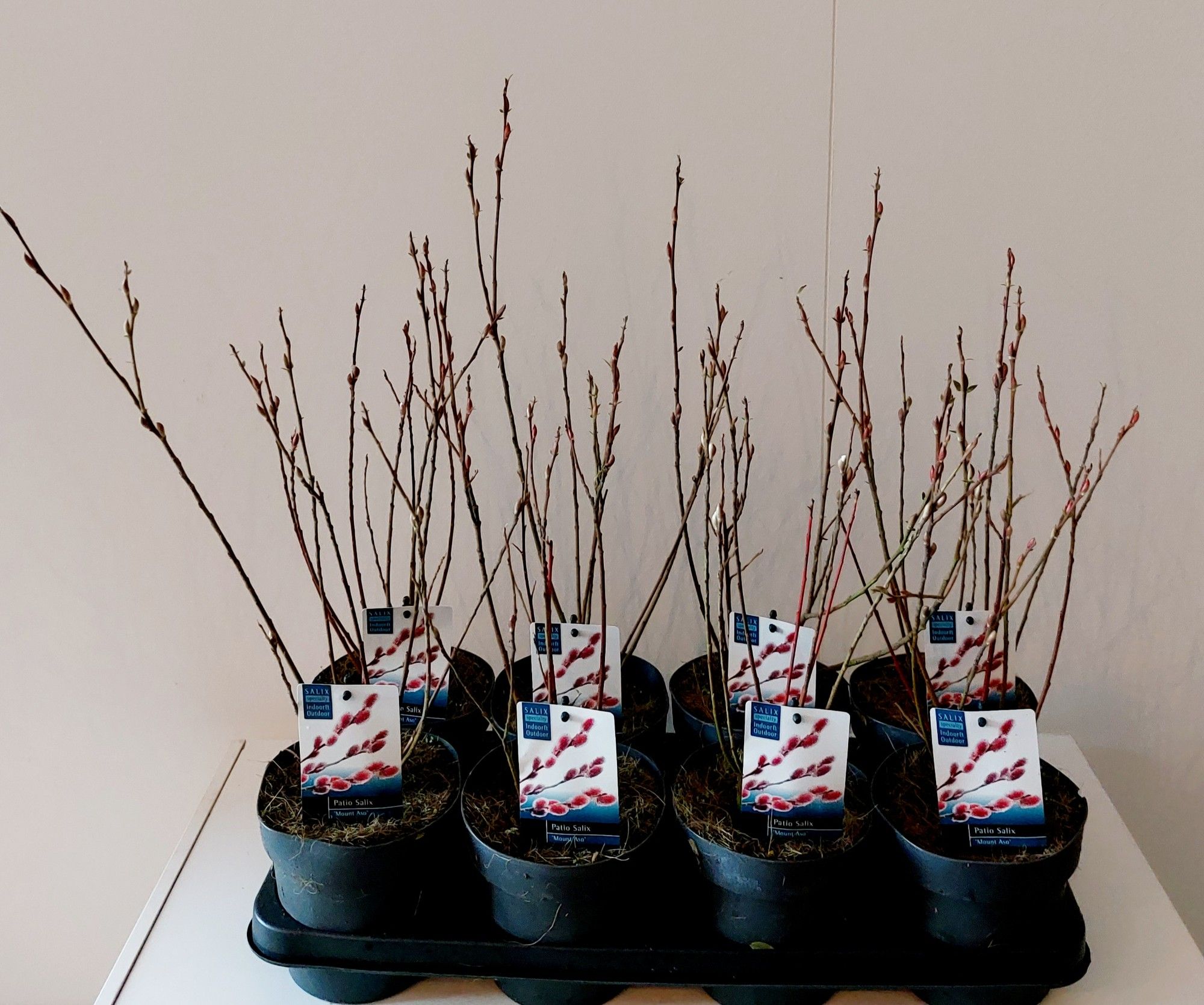 Salix Mount Aso bush p14, D 14