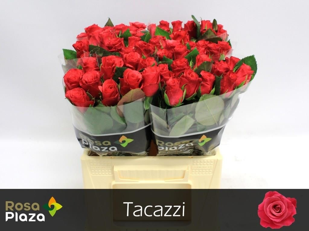 Роза од. Такази+ 40, шт.