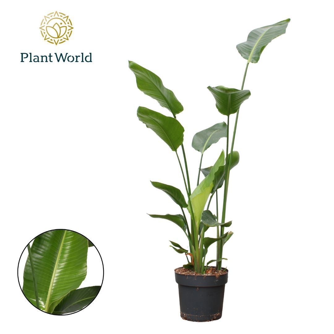 Strelitzia Nicolai 3 PP (zonder bloem) P24 140-160cm, D 24 cm