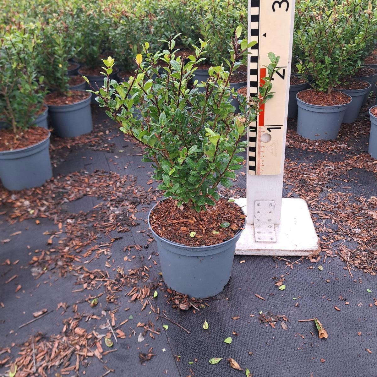 Ilex crenata 'Caroline Upright', D 17 cm