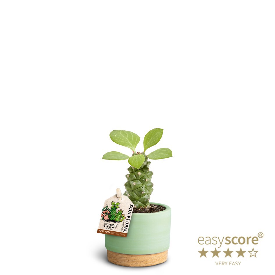 EUPHORBIA RITCHIEI 40617588 WB Matcha, D 7 cm EUPHORBIA RITCHIEI 40617588 WB Matcha, D 7 cm