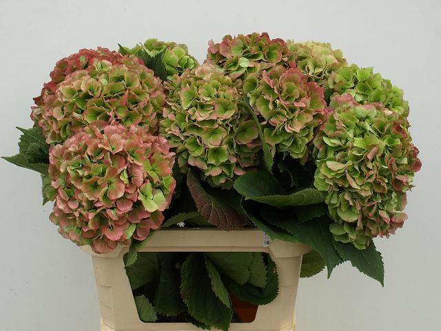 Гортензия Верена Классик 80, шт.