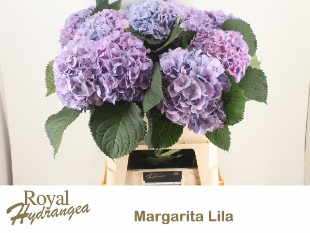 Гортензия Маргарита Блю 80, шт.