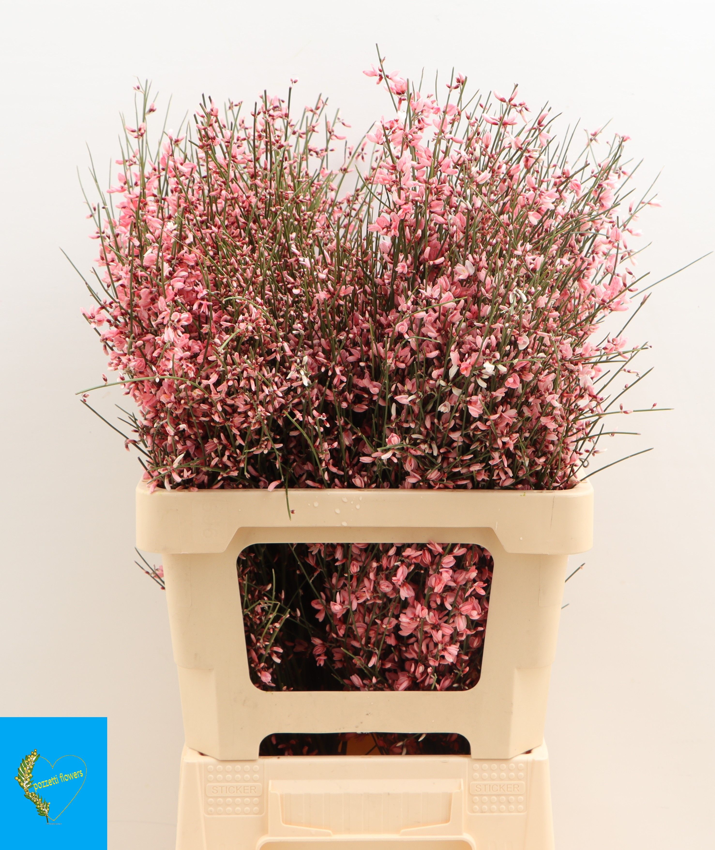 Гениста Овериг Крашеная за пучок (краш. ) 65, пуч.