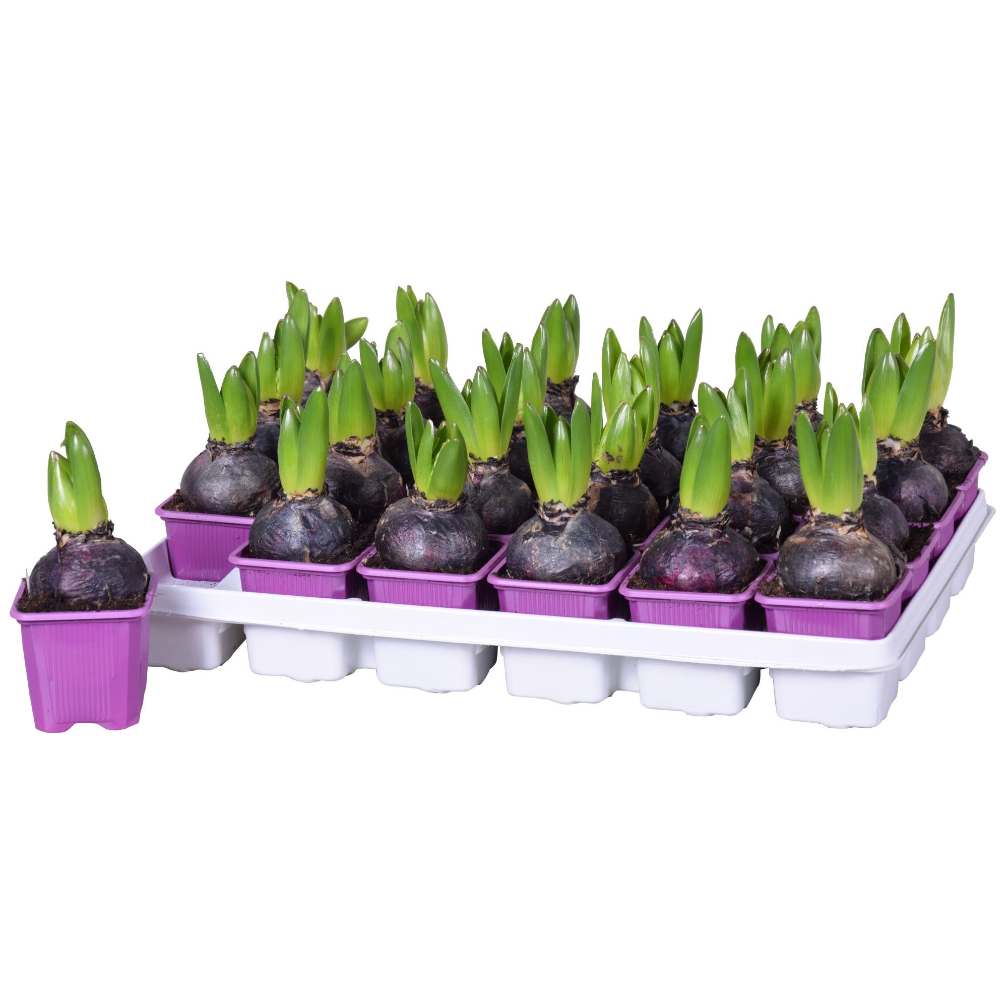 Hyacinthus Purple Sensation, D 7