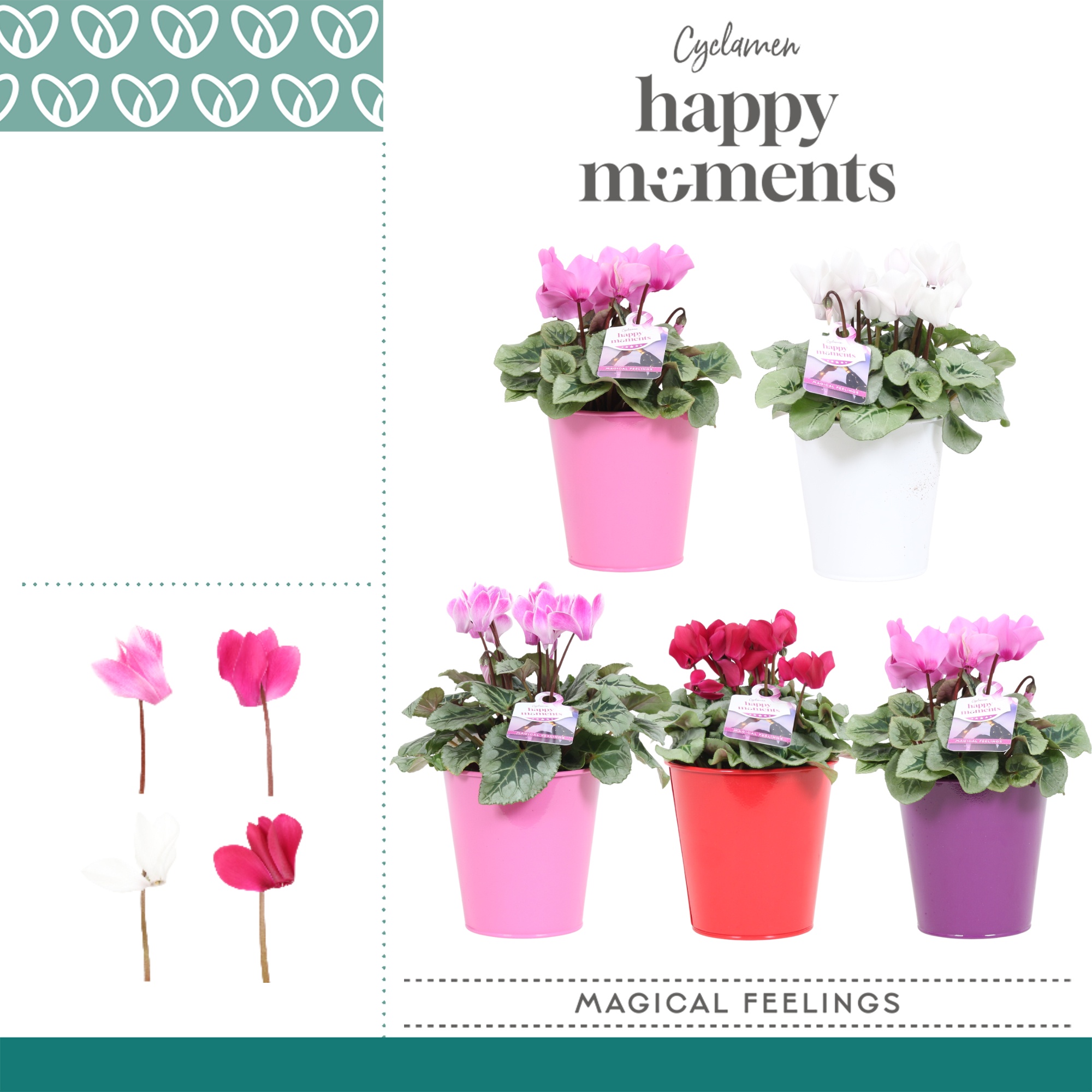 Cyclaam Magical Feelings in ompot Zara, D 12 cm