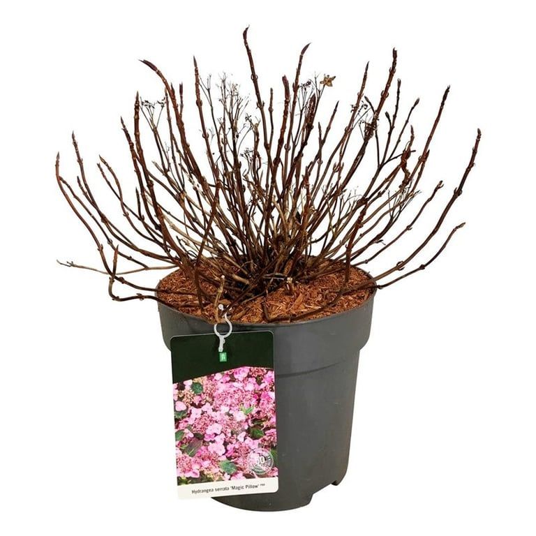 Hydrangea s. Magic Pillow, D 32 cm