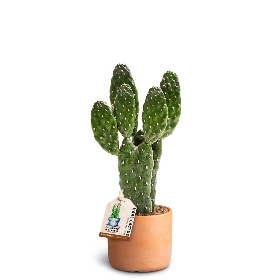 Raw Terracotta, Opuntia, D 7