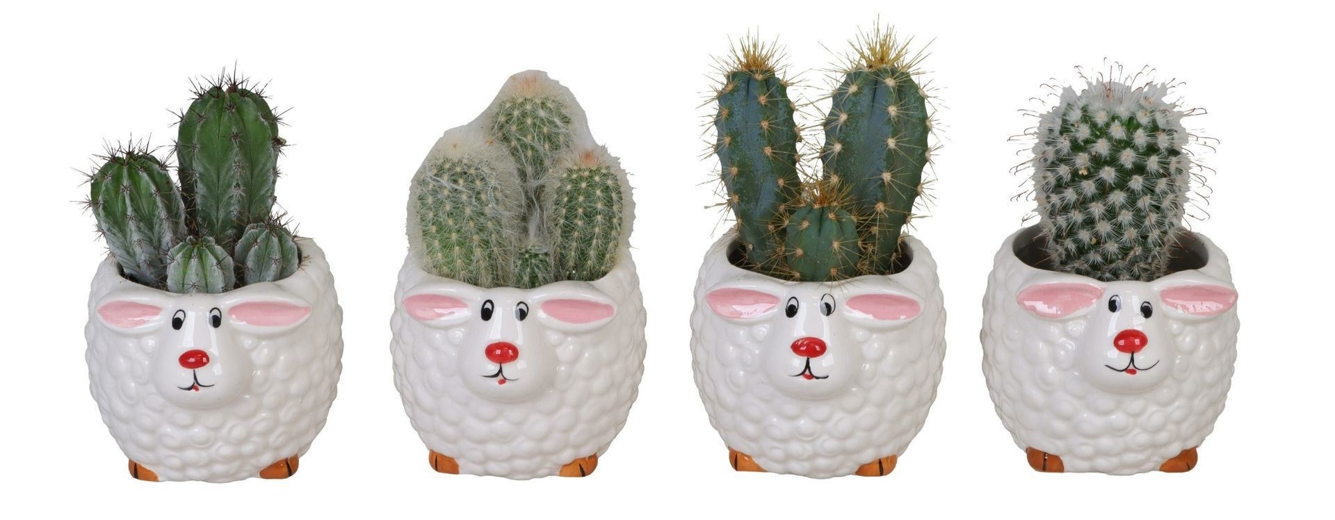 L 66225 With Cactus MIX 6 cm, D 6