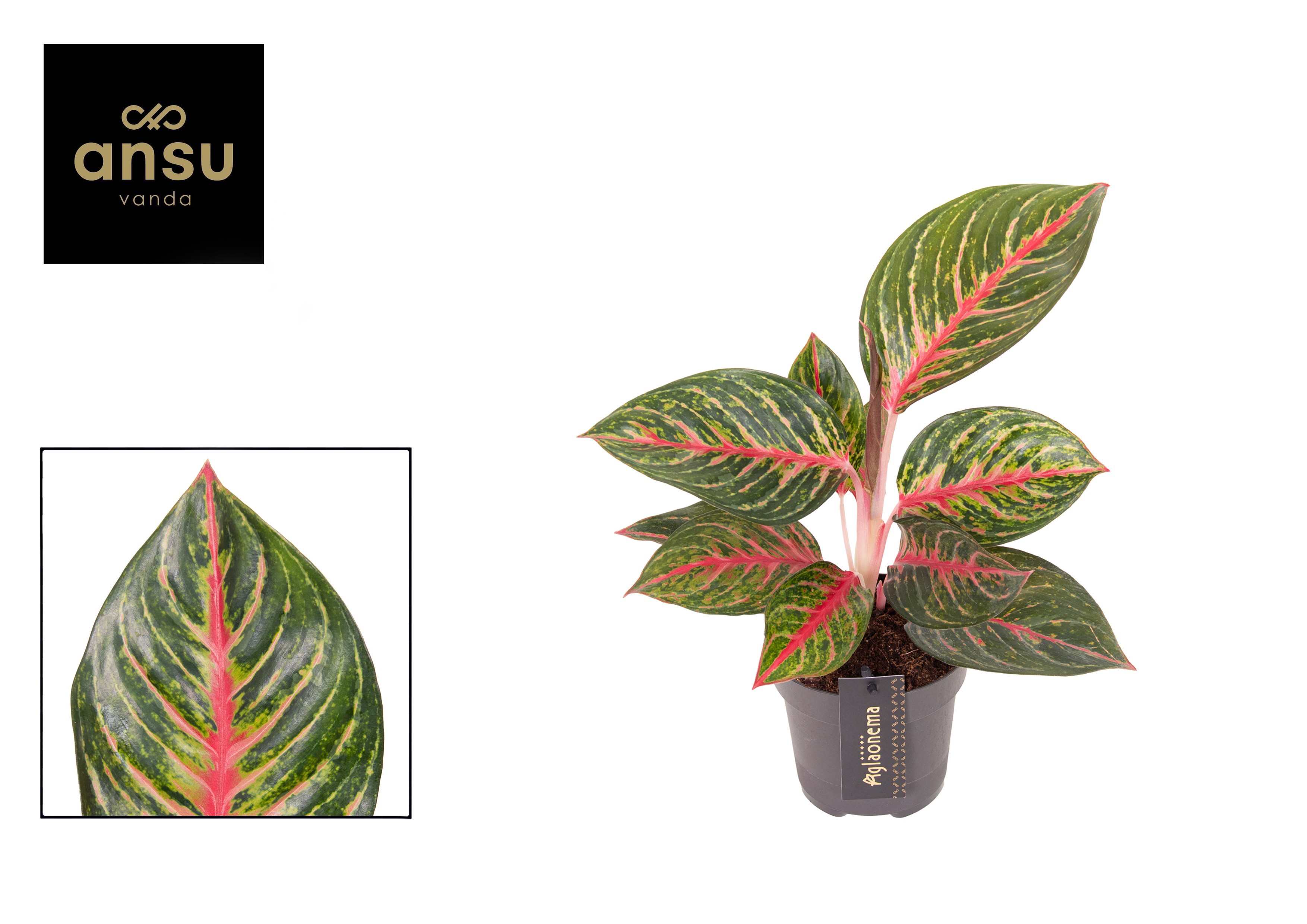 Aglaonema Olive Red, D 12